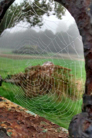 Morning Dew on Nature's Web 🌧️🕸️