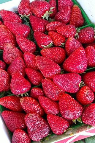 Berry Delicious: A Strawberry Feast! 🍓