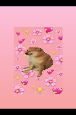Chems the Charming Shiba Inu 🌸✨