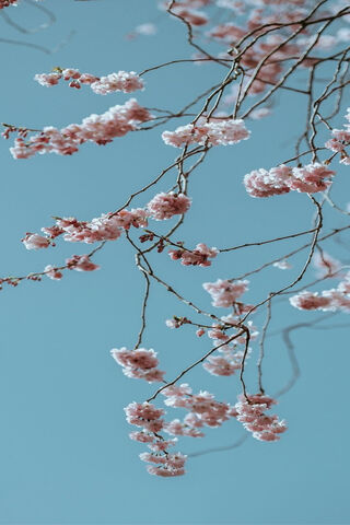 Fleur: A Blossom's Embrace 🌸