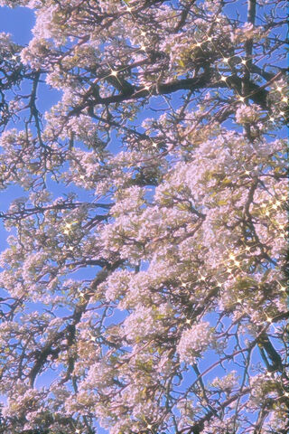 Blooming Beauty: The Essence of Flores 🌸