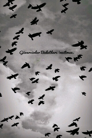 Whispers of Peace: The Flight of Doves