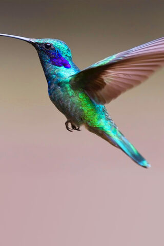 Dazzling Flight: The Hummingbird's Dance 🌈🐦