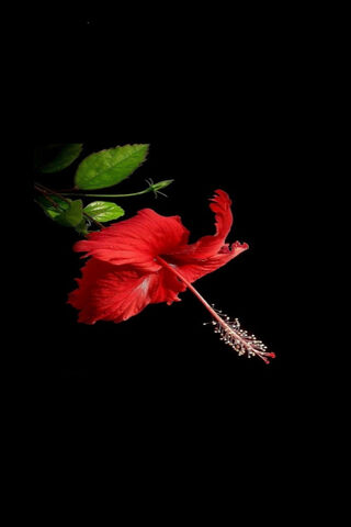 Radiant Hibiscus: Nature's Tropical Gem 🌺✨