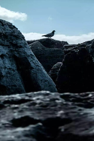 Pombo: The Silent Sentinel