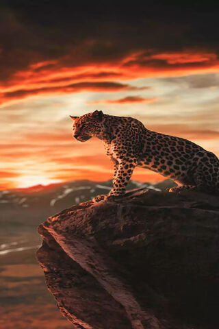 Master of the Wild: The Agile Leopard