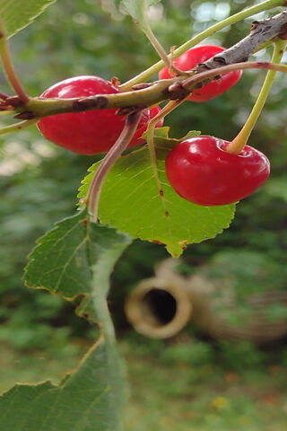 Sour Cherrys