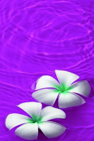 Magenta Petal Serenity 🌸💜
