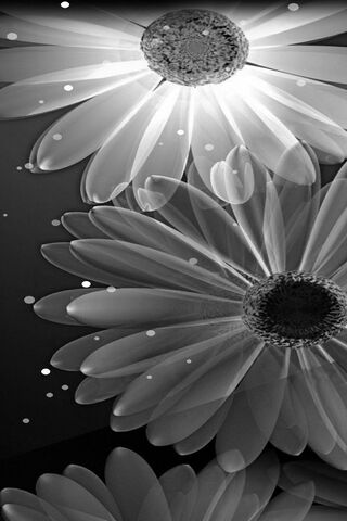 Whispers of Petal White 🌼✨