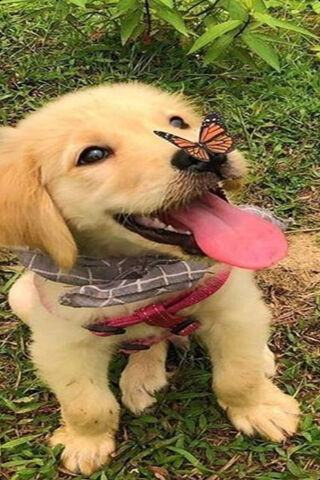Whiskers' Butterfly Encounter 🦋🐾
