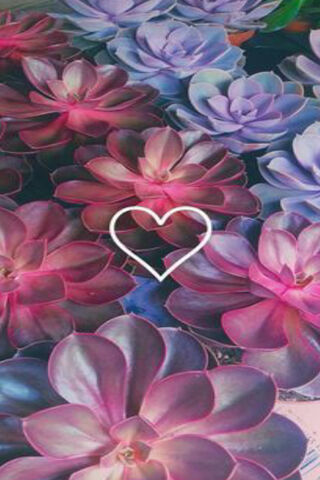 Blossoms of Love: The Pink Petal Collection 🌸💖