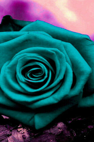 Mystical Aqua Petal 🌊🌹