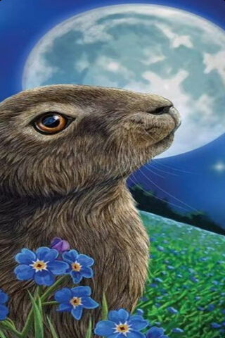 Whiskers of the Night Sky 🌙✨