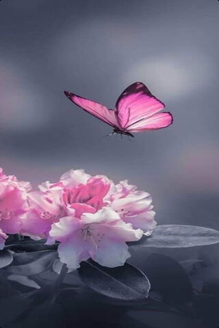 Whispers of Petal White 🌸🦋