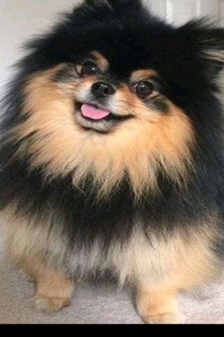 yeontan wallpaper | Pets, Bts dogs, Cute dogs