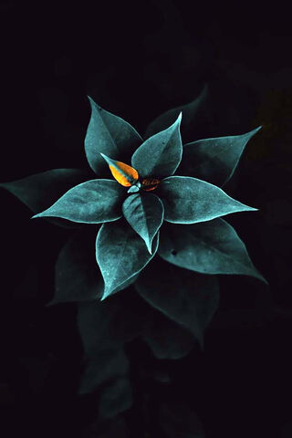 Akeno: The Enigmatic Bloom 🌿✨