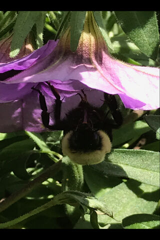 Bumblebee
