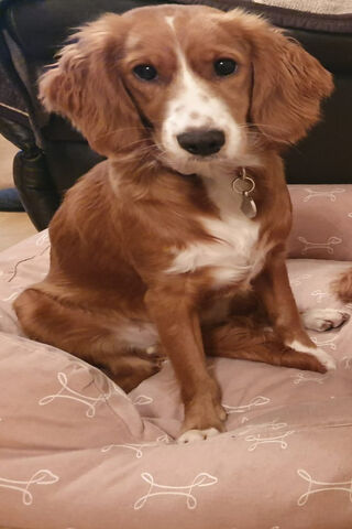 Susie's Cozy Corner 🐾