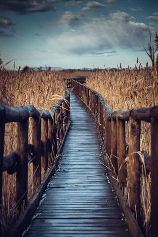 Pathway Through Nature's Bounty 🌾🌅