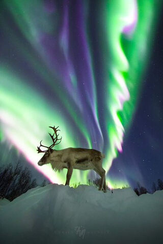 Dancing Lights: The Aurora Elk