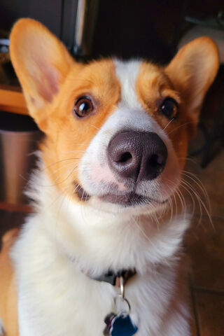 Bailey Boo: The Charming Corgi 🐾✨