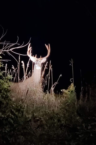 Big Buck in the Moonlight 🌙🦌