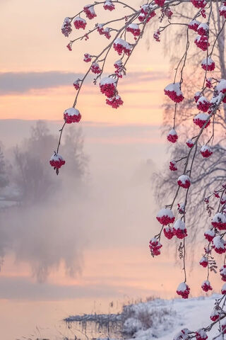 Winter's Embrace in Finland ❄️🌅
