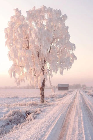 Winter Wonderland in Finland ❄️🌲