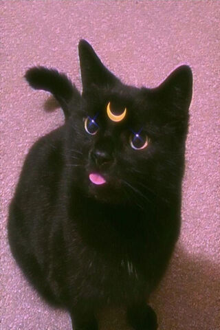 Mystical Charm of Gatinho Fofo 🌙🐾
