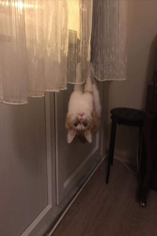 Gatito's Curious Adventure! 🐾