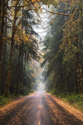 Mystical Pathway: Journey into the Unknown 🌲✨