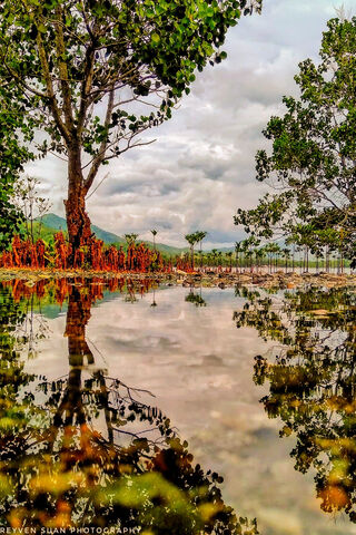 Orman: A Tranquil Reflection of Nature 🌳✨