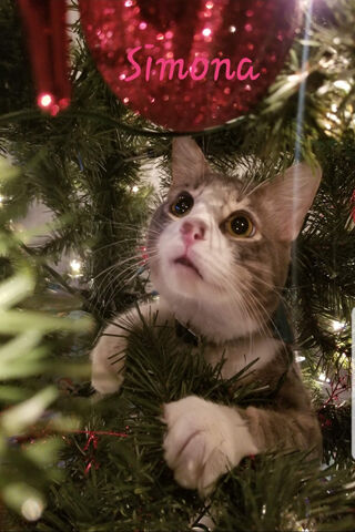 PISICA's Holiday Adventure 🎄🐾