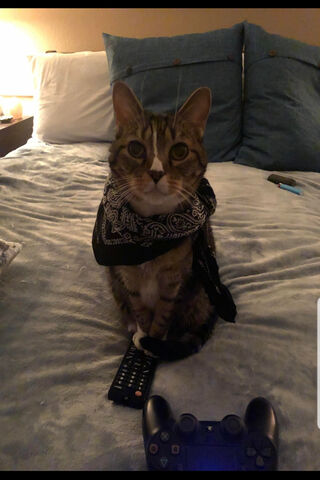 Pisica the Stylish Couch Potato 🐾🎮