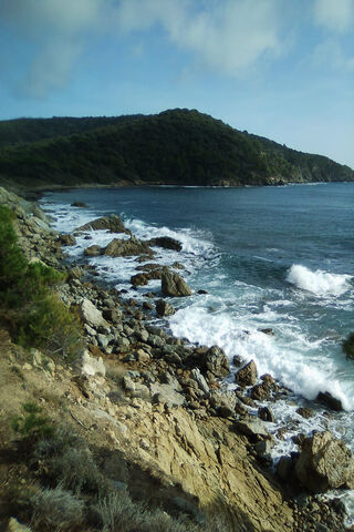 Serenity by the Shore 🌊🌿