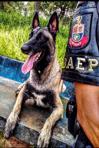 Brave Companions: The Canine Heroes of Policia 🐾🚓