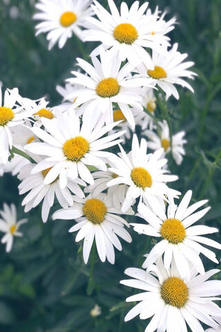 Papatya: The Cheerful Daisy 🌼
