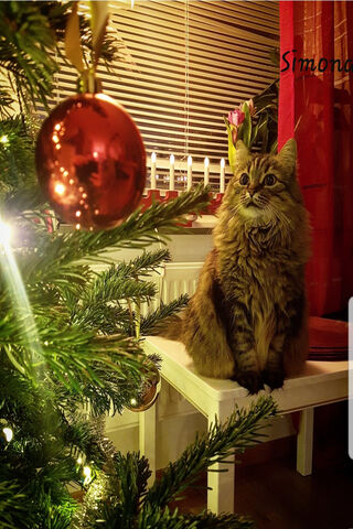 Pisica's Festive Watch