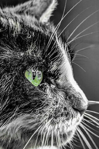 Gaze of Enchantment: Regarde