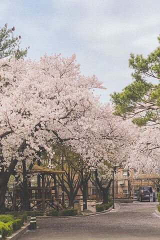 Blossoms of Seoul: A Springtime Dream 🌸