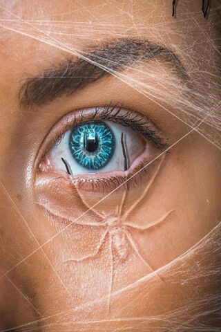 Web of Perception: The Spiders Eye