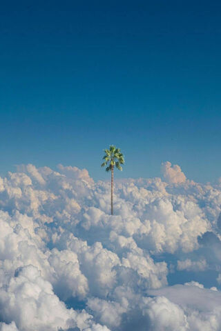 Heavenly Oasis: A Palm Among the Clouds 🌴☁️