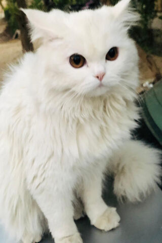 Spsnbvc: The Enigmatic White Feline 🐾✨