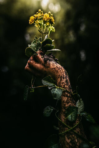 Vida: The Resilience of Nature 🌱✨