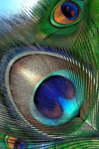 Mystical Aqua Feather: Nature's Artistry 🌊🦚