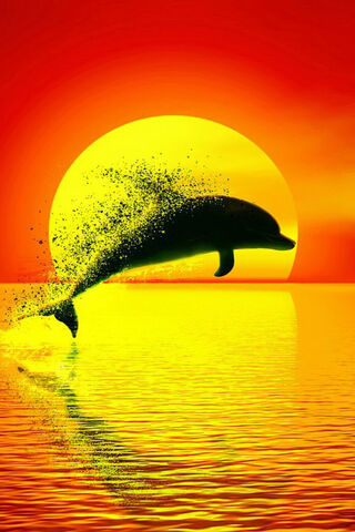 Dolphin Dance at Sunset 🌅🐬