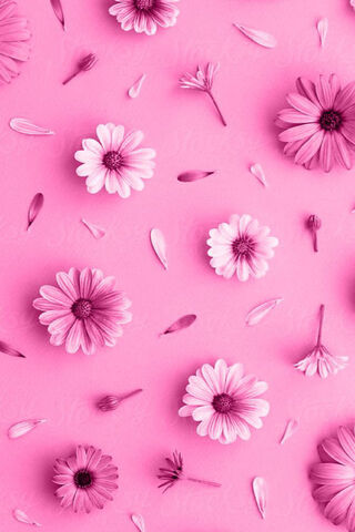 Blossoms in Pink Paradise 🌸💖