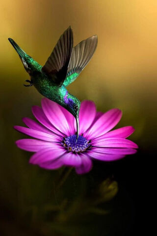 Whispers of the Pink Petal 🌸✨