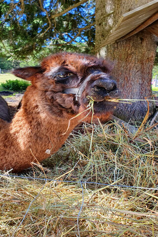 Alpaca Delight: A Cozy Snack Time! 🦙✨