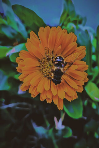 Buzzing Beauty: The Dance of the Abeja 🐝🌼